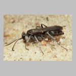 Pompilus cinereus - Wegwespe w08 9mm.jpg